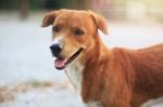 Portrait Of A Cute Brown Dog Stock Photo