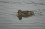 Mallard Female Is Swimming Stock Photo