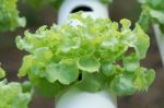 Vegetable Stock Photo