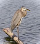 Picture With A Great Blue Heron Standing On A Log Stock Photo