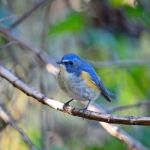 Male Red-flanked Bluetail Stock Photo