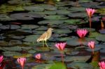 Bird In Lake Stock Photo