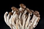 Mushrooms On A Black Background Stock Photo