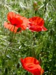 Poppies Flowering In Ronda Spain Stock Photo