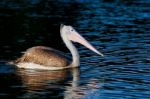 Spot Billed Pelican Stock Photo