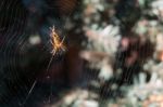 Spider On The Web In Pine Garden Stock Photo