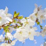 Beautiful Branch Of An Apple Tree With White Blossoms Stock Photo