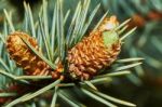 Emerging Fir Cone Stock Photo