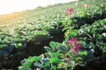 Flower Plant In The Garden Of Cabbage Stock Photo