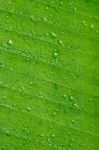 Drops Of Water On Leaf Stock Photo