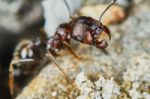 Ant Outside In The Garden Stock Photo