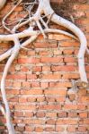 Antique Brick Wall With Dry Root Tree Stock Photo