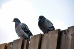 Pigeon Couple Sitting On Board Wall Stock Photo