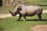 Rhino In The Park Zoo Stock Photo