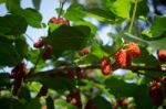 Red Unripe Mulberries On The Branch Stock Photo