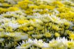 Chrysanthemum Morifolium Flowers Garden Stock Photo