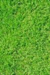 Grass Stock Photo