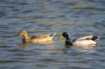 Ducks Having Good Times Stock Photo