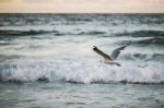 Seagull On The Beach Stock Photo