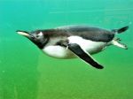 Penguin Swimming At Edinburgh Zoo Stock Photo