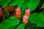 Red And Pink Galangal Flower In Garden With Leaves Stock Photo