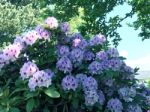 Rhododendron-flowers In The Park Stock Photo