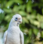 Corellas Outside During The Afternoon Stock Photo