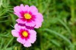 Cosmos Flower Stock Photo