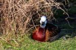 White-faced Whistling Duck (dendrocygna Viduata) Stock Photo