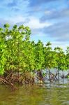 Mangrove Plants Stock Photo