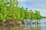 Mangrove Tree Stock Photo