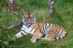 Siberian Tiger (panthera Tigris Altaica) Or Amur Tiger Stock Photo