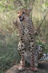 Cheetah Stock Photo