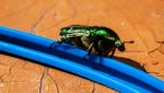 Green Bug Closeup Stock Photo