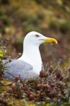 Seagull Bird In The Wild Stock Photo