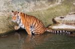 Tiger In The Water Stock Photo