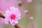 Plum Blossom Stock Photo