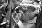 Koala In A Eucalyptus Tree. Black And White Stock Photo