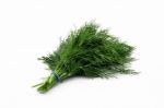 Dill Stock Photo