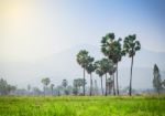 Asian Palmyra Palm ,sugar Palm Tree Surrounded With  Rice Field Stock Photo