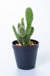 Opuntia In White Background Stock Photo