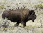 Bison And Birds Stock Photo