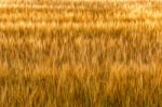 Golden Wheat Stock Photo