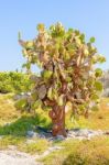 Cactus Trees In Galapagos Islands Stock Photo