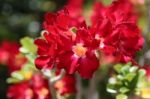 Red Adenium Flowers Stock Photo