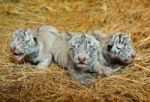 White Bengal Tiger Cub Stock Photo