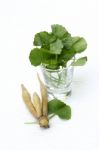 Fresh Herbs Stock Photo