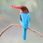 White-throated Kingfisher Stock Photo