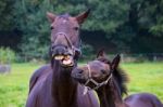 Talking Horse With Foal Stock Photo