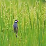 Java Sparrow Stock Photo